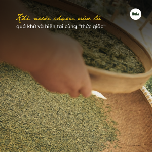 quy-trinh-che-bien-tra