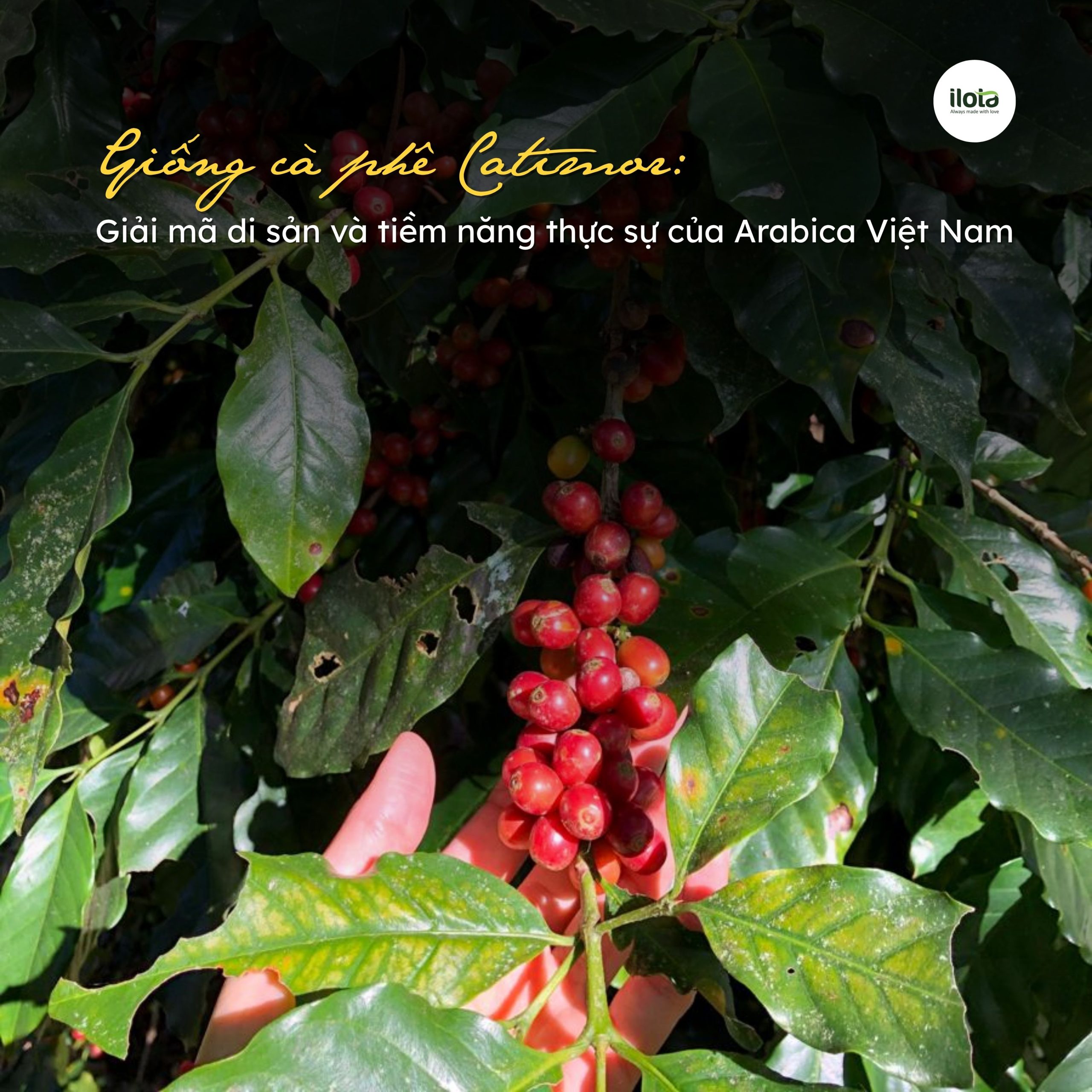 giong-ca-phe-catimor