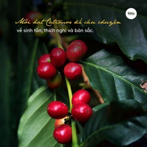 giong-ca-phe-catimor