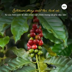 giong-ca-phe-catimor