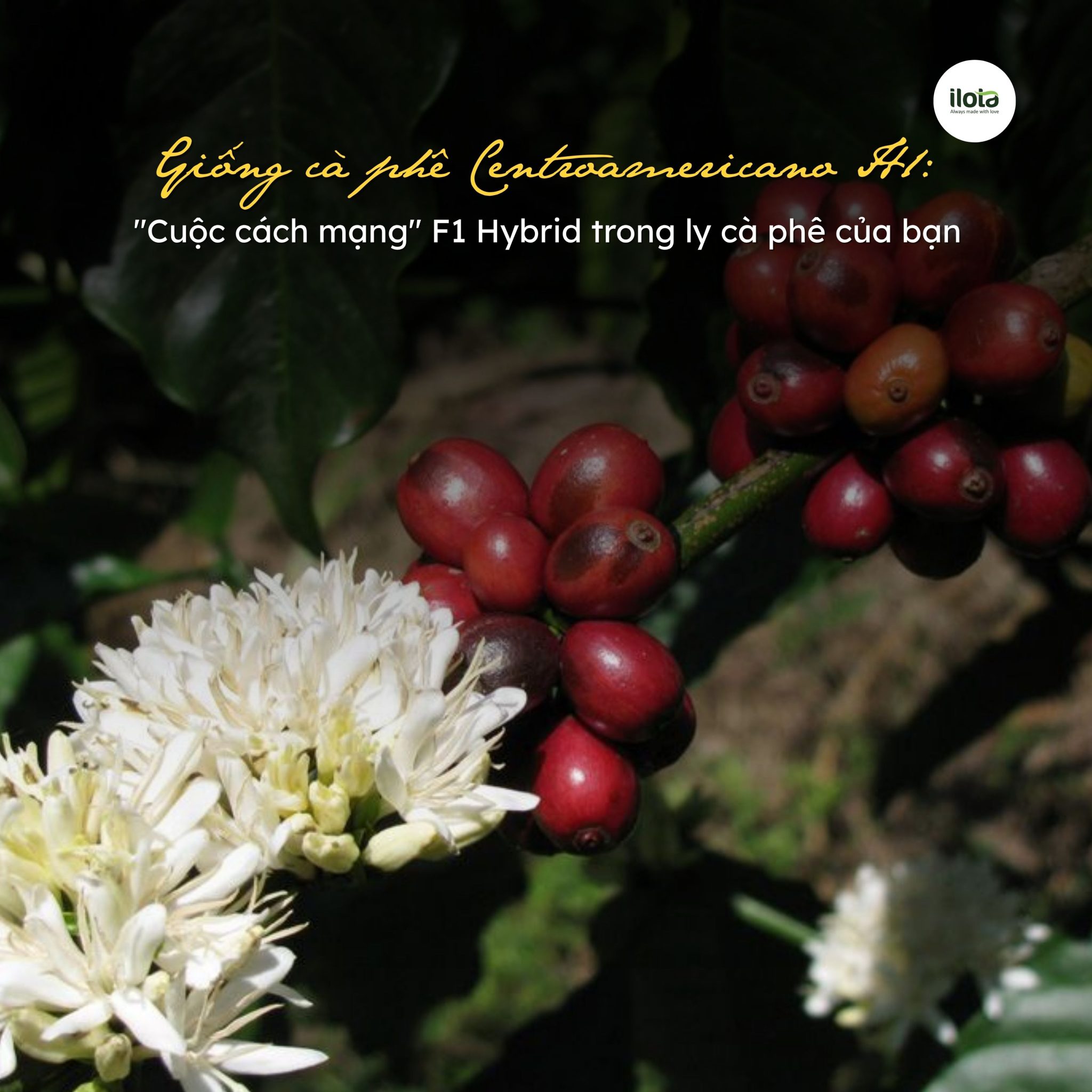 giong-ca-phe-centroamericano-h1