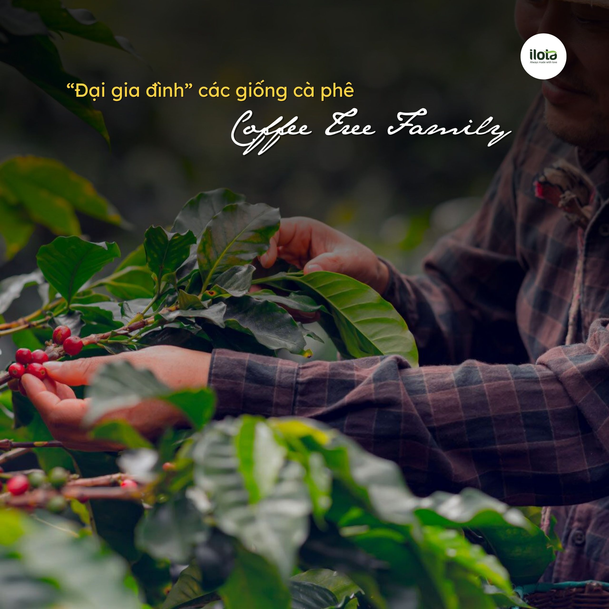cac-giong-ca-phe