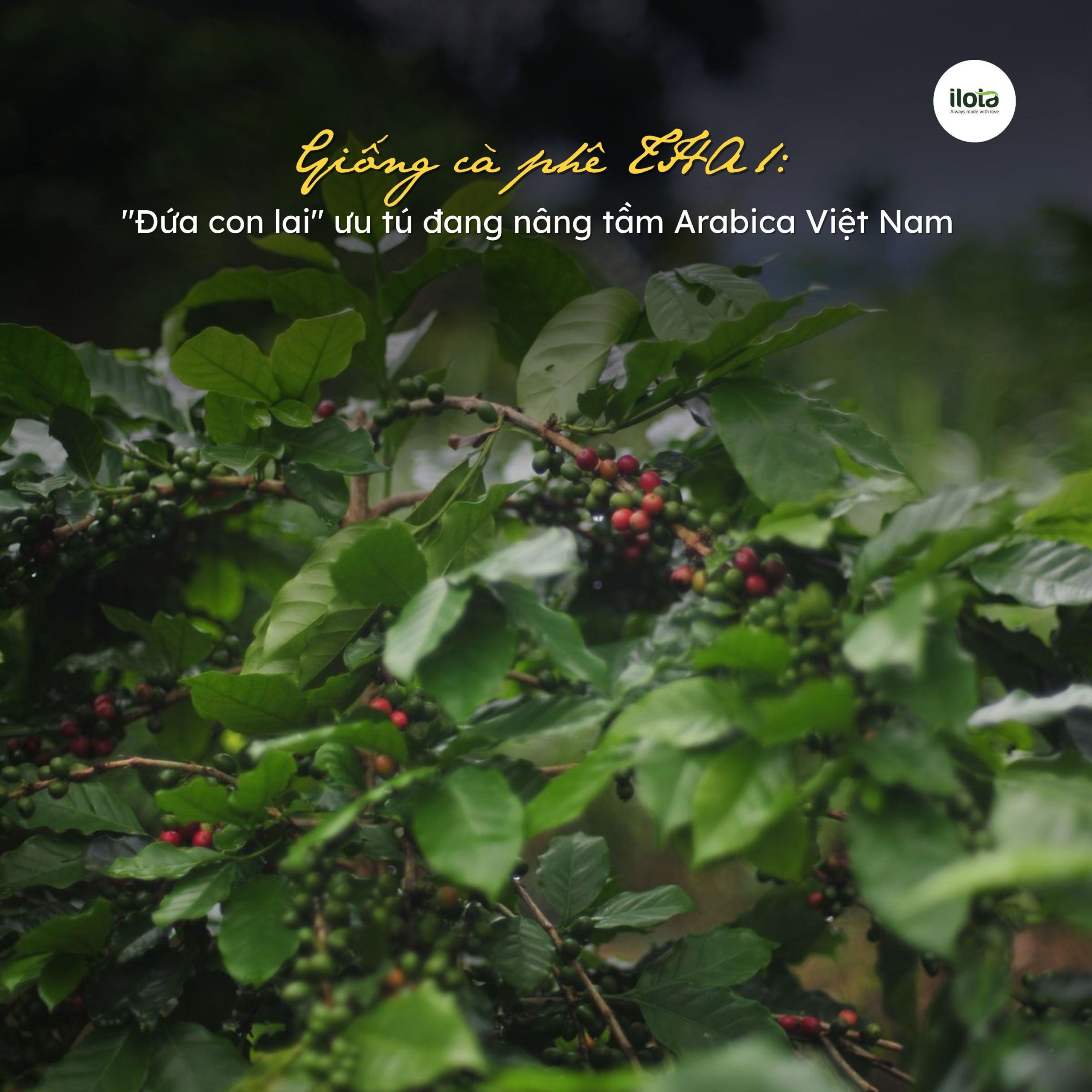 giong-ca-phe-tha1