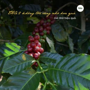 giong-ca-phe-tha2