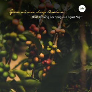 giong-ca-phe-tha1