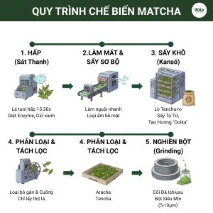 quy-trinh-che-bien-matcha
