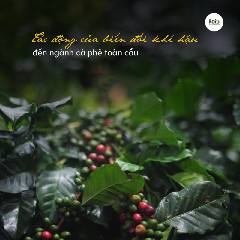 tac-dong-cua-bien-doi-khi-hau-den-nganh-ca-phe