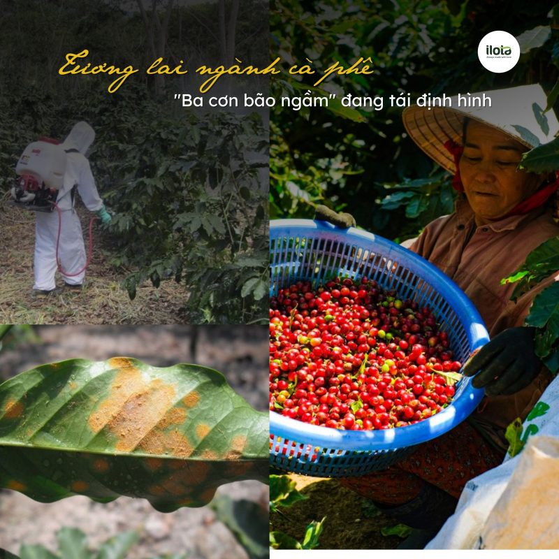 tuong-lai-nganh-ca-phe