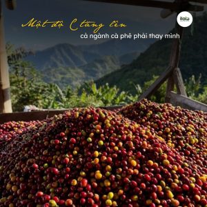 tuong-lai-nganh-ca-phe