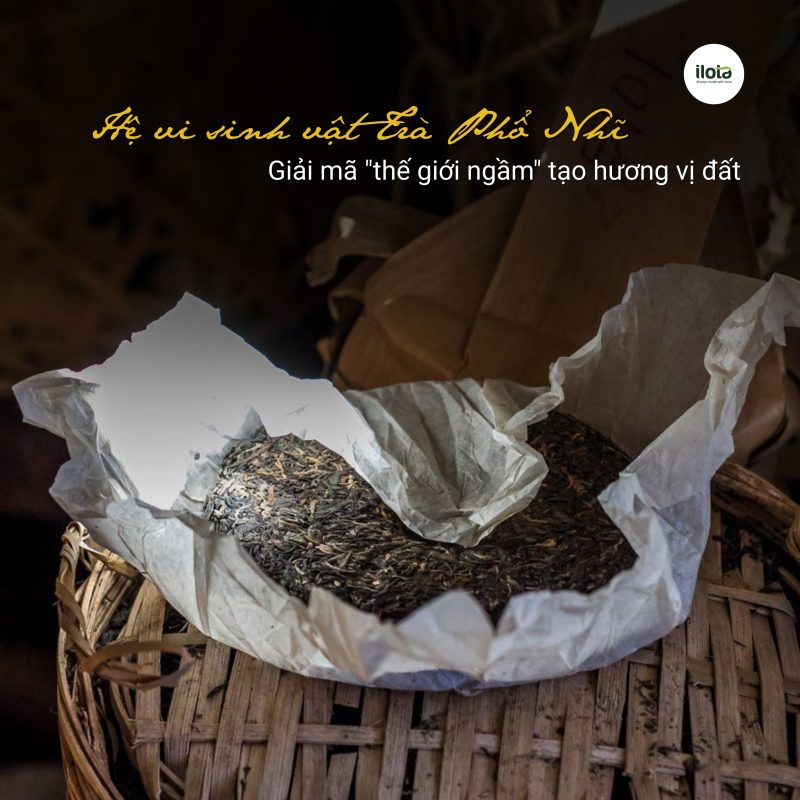 he-vi-sinh-vat-tra-pho-nhi