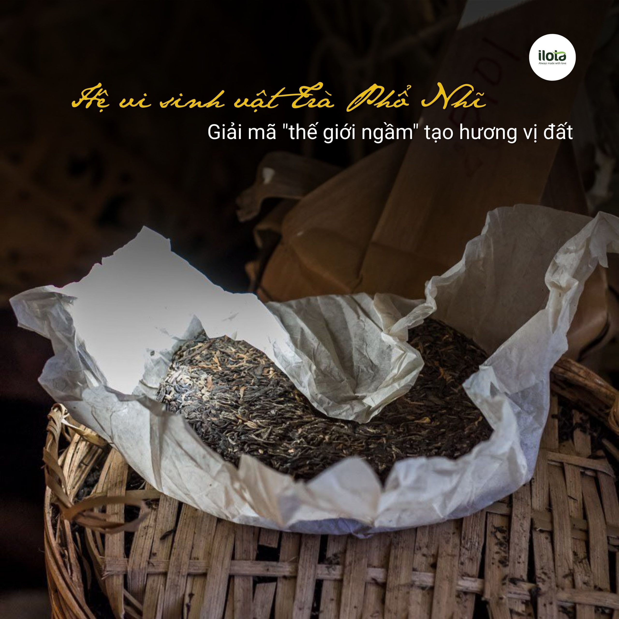 he-vi-sinh-vat-tra-pho-nhi