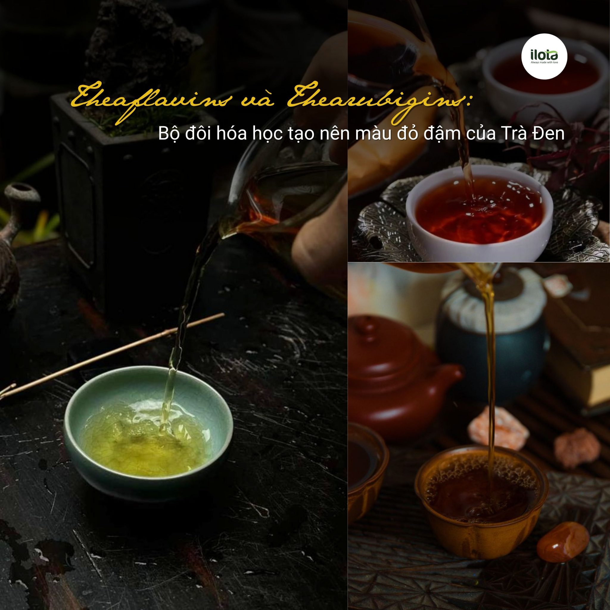 theaflavins-va- thearubigins