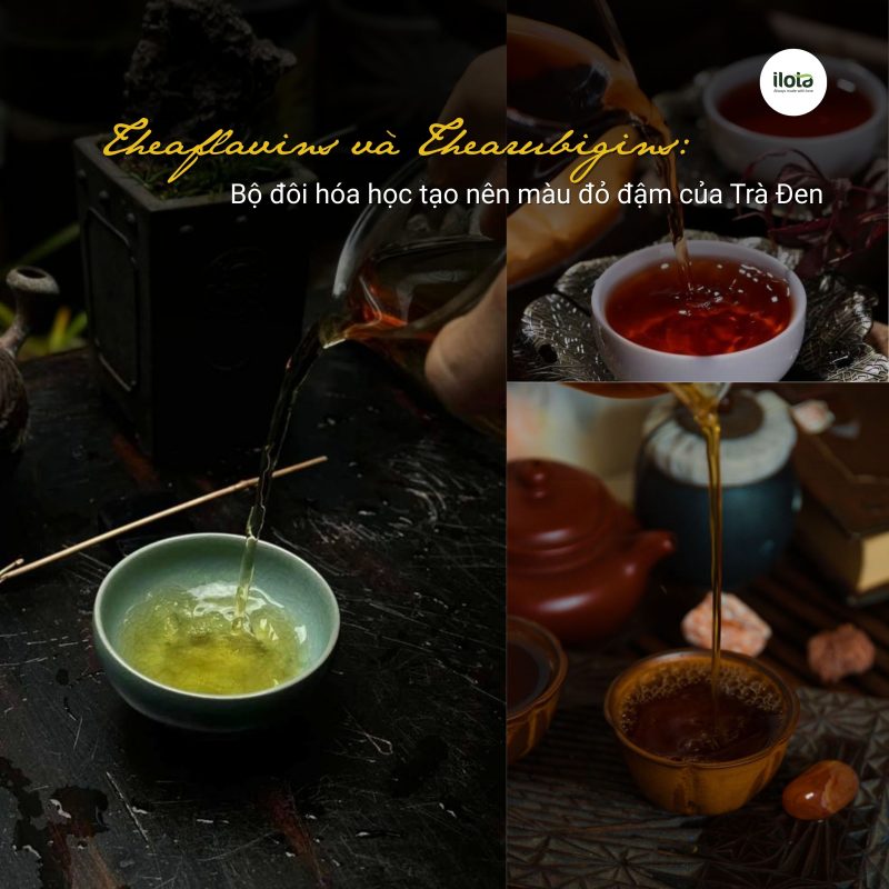 theaflavins-va- thearubigins