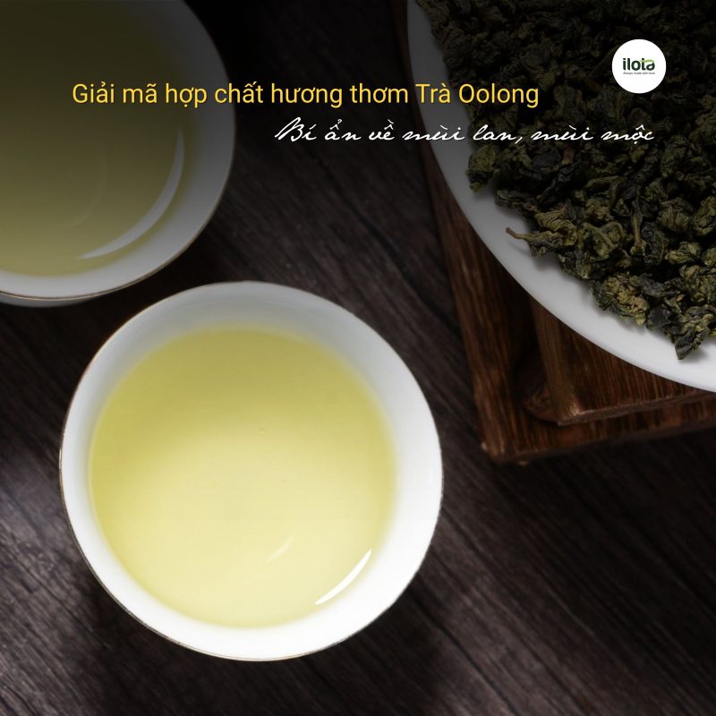 huong-thom-tra-oolong