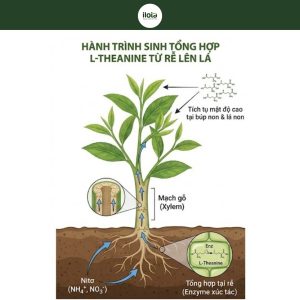 l-theanine-trong-tra