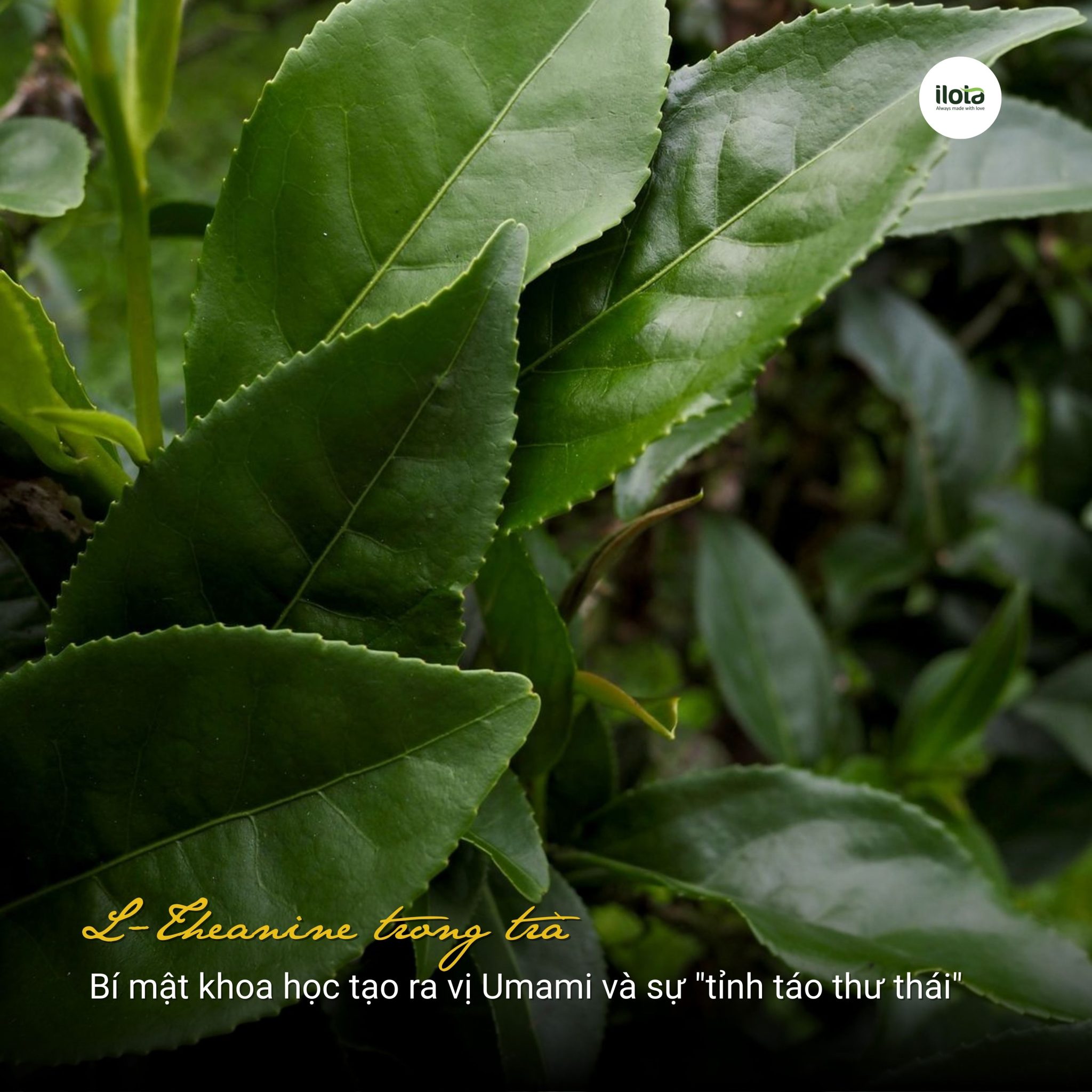 l-theanine-trong-tra