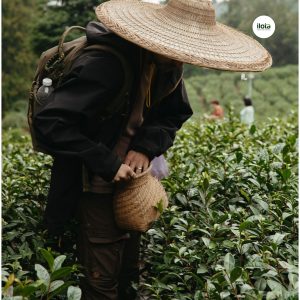 l-theanine-trong-tra