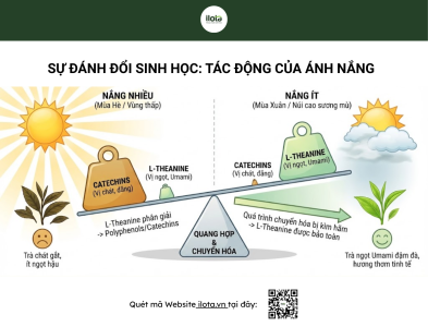 l-theanine-trong-tra