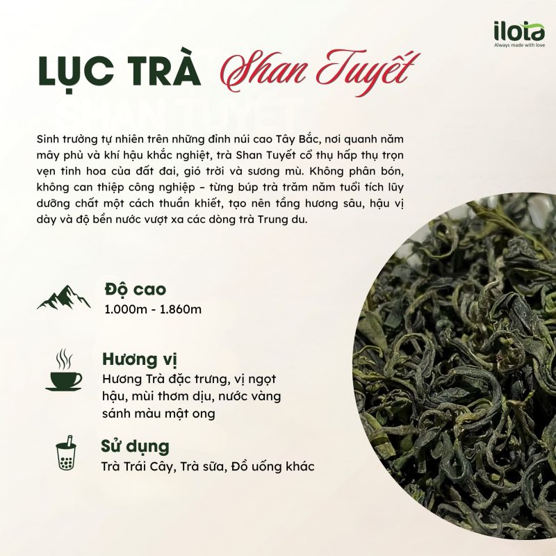 luc-tra-shan-tuyet-pha-che