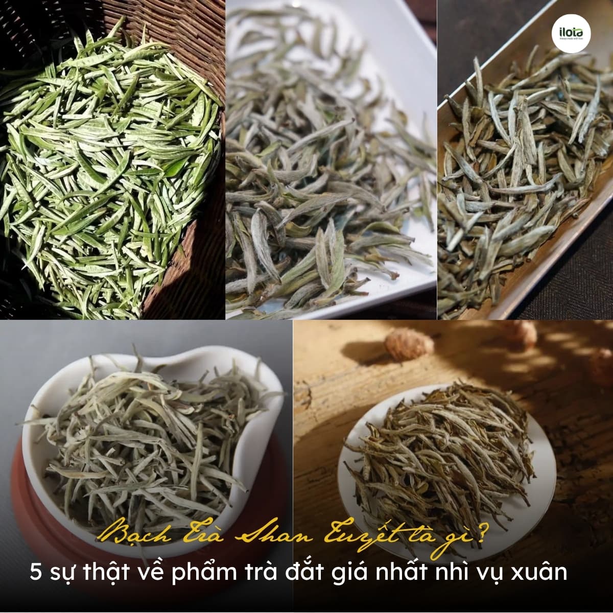 bach-tra-shan-tuyet-la-gi