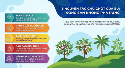 quy-dinh-eudr-la-gi-tieu-chuan-ca-phe-sach