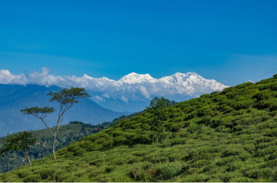 tuong-lai-matcha-viet-nam-vuon-tam-nhu-ca-phe