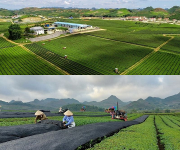 tuong-lai-matcha-viet-nam-vuon-tam-nhu-ca-phe