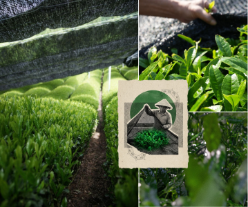 phương pháp phủ bóng trà, matcha việt nam