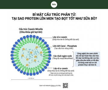 cấu trúc phân tử casein micelle sữa pha latte animal free tạo bọt và mouthfeel