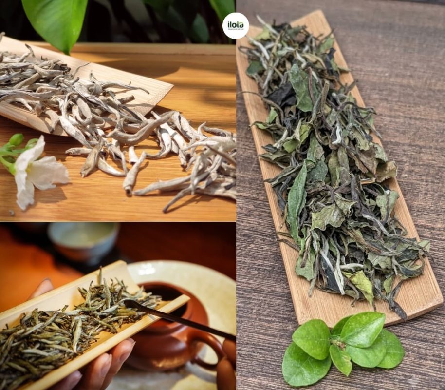 phan-biet-bach-tra-mau-don-bach-tra-shan-tuyet-va-bach-tra-tien