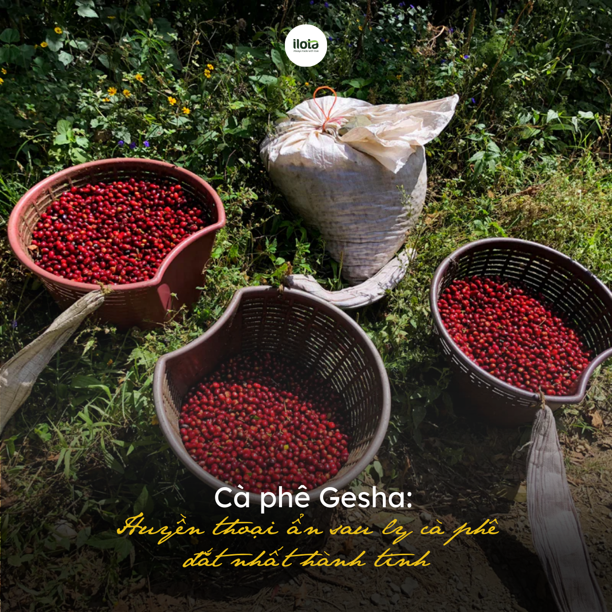ca-phe-Gesha-huyen-thoai-an-sau-ca-phe-dat-nhat-hanh-tinh