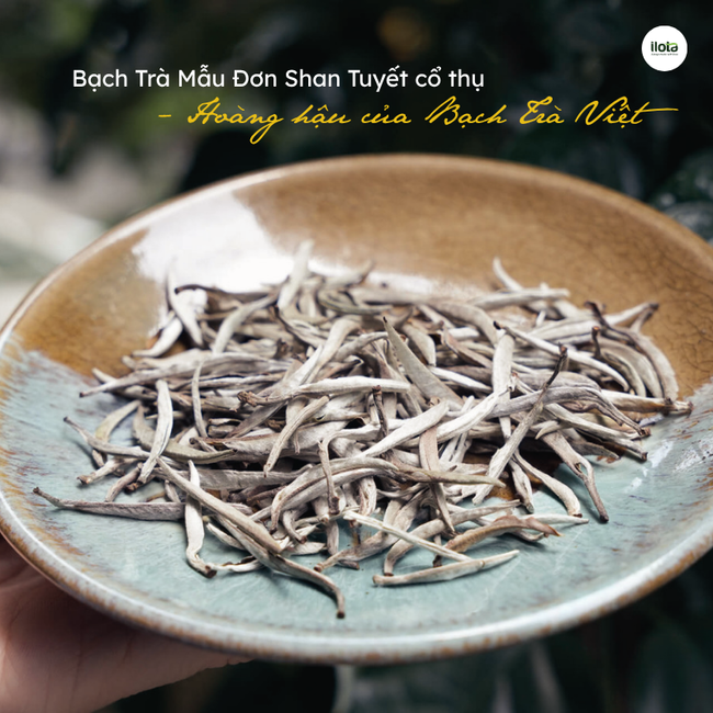 bach-tra-mau-don-shan-tuyet-co-thu-hoang-hau-tra