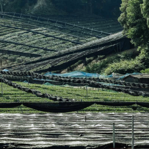 gyokuro-hat-ngoc-suong-tra-xanh-nghe-thuat-phu-bong