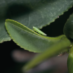 tra-o-long-cuoc-di-cu-thay-doi-ban-do-tra-the-gioi