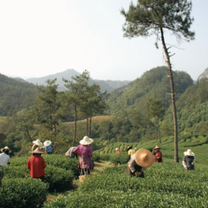 tra-o-long-cuoc-di-cu-thay-doi-ban-do-tra-the-gioi