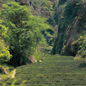 nham-tra-vu-di-nham-van-tu-vach-da-dai-hong-bao