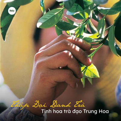 thap-dai-danh-tra-tinh-hoa-tra-dao-trung-hoa
