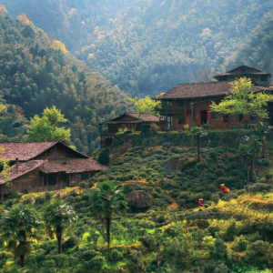 kim-tuan-mai-tu-bup-non-den-thuong-pham-hong-tra