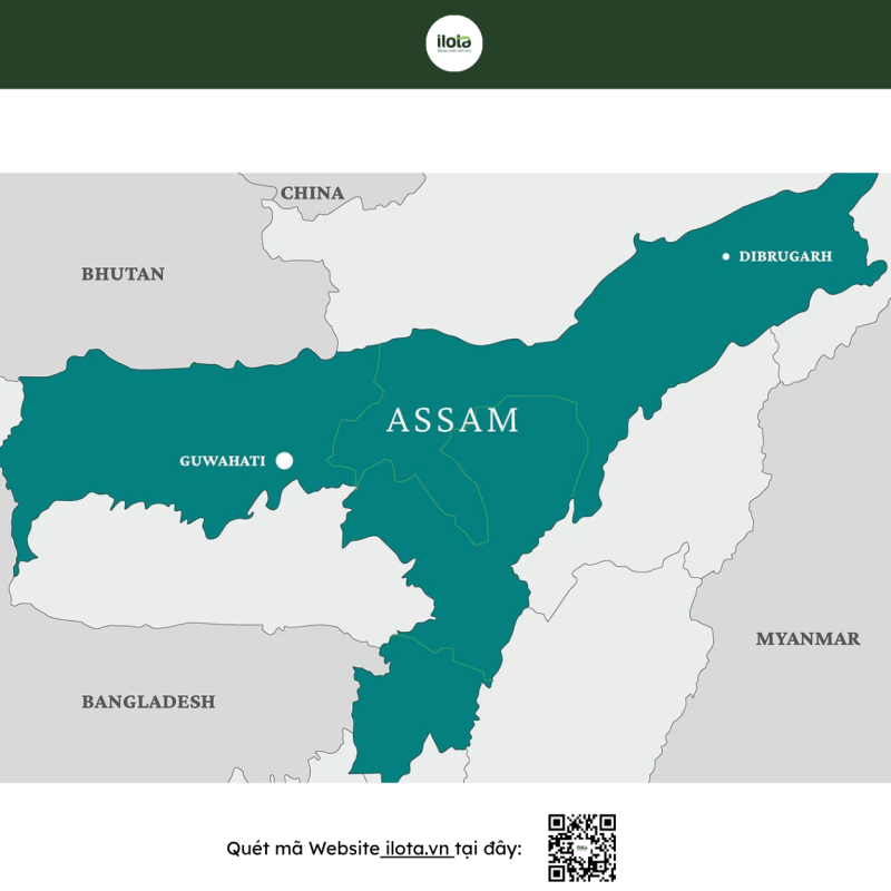 tra-assam-con-bao-huong-vi-tu-thung-lung-an-do