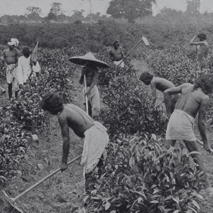 tra-assam-con-bao-huong-vi-tu-thung-lung-an-do