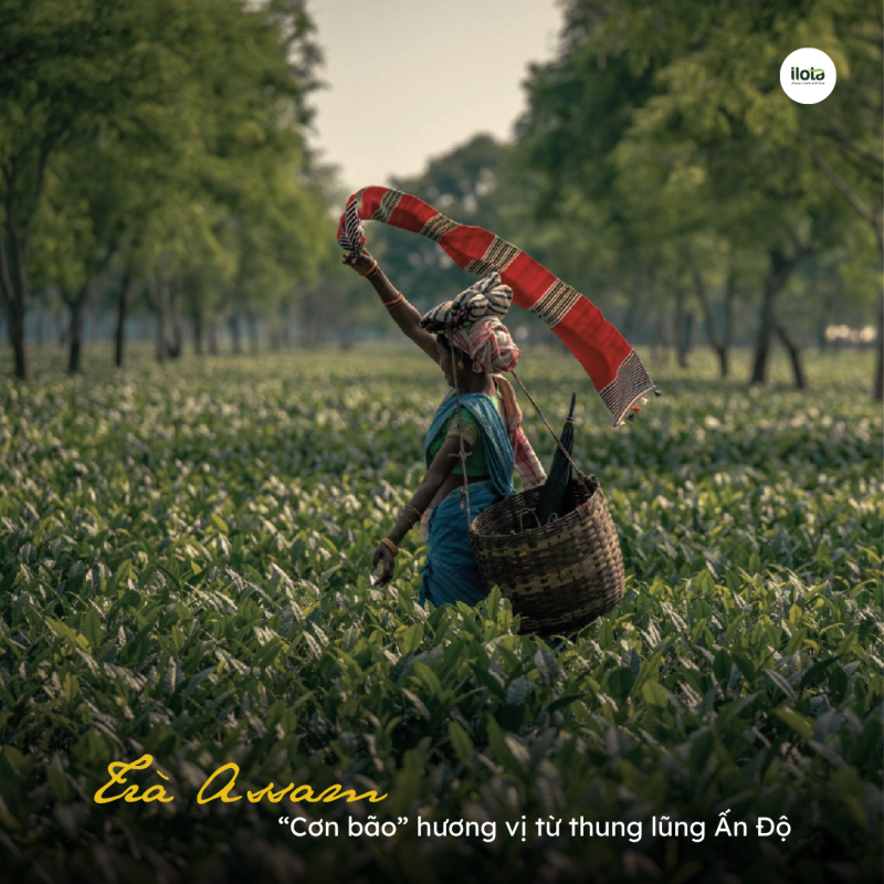 tra-assam-con-bao-huong-vi-tu-thung-lung-an-do