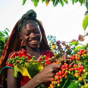 Gesha-huyen-thoai-an-sau-ca-phe-dat-nhat-hanh-tinh