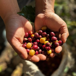 Gesha-huyen-thoai-an-sau-ca-phe-dat-nhat-hanh-tinh