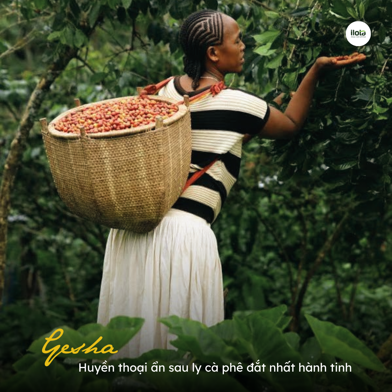 Gesha-huyen-thoai-an-sau-ca-phe-dat-nhat-hanh-tinh