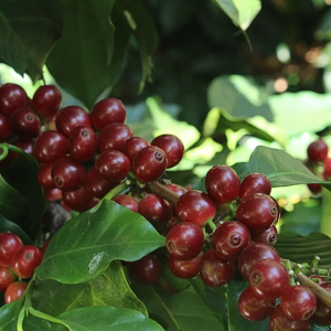 giong-ca-phe-starmaya-ban-quyen-f1-hybrid-specialty