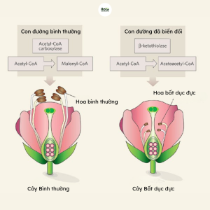 Giống cà phê Starmaya: "Bản quyền" của F1 Hybrid & Tương lai ngành Specialty
