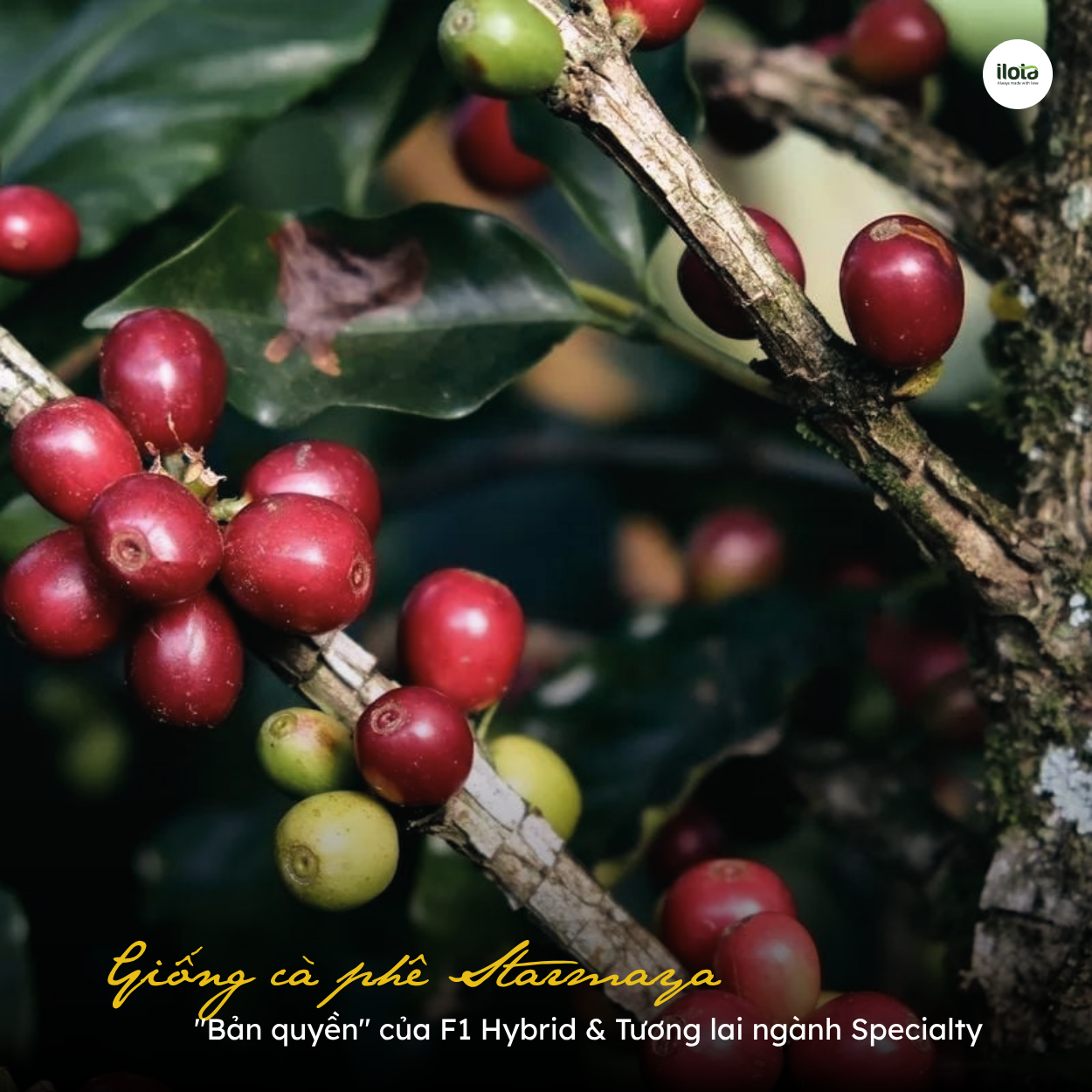 giong-ca-phe-starmaya-ban-quyen-f1-hybrid-specialty