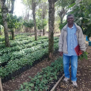 giong-ca-phe-starmaya-ban-quyen-f1-hybrid-specialty