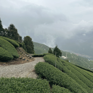 tra-cao-son-dai-loan-uong-ca-khi-troi-do-cao-1000m