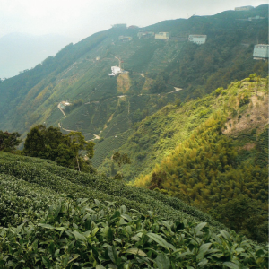 tra-cao-son-dai-loan-uong-ca-khi-troi-do-cao-1000m